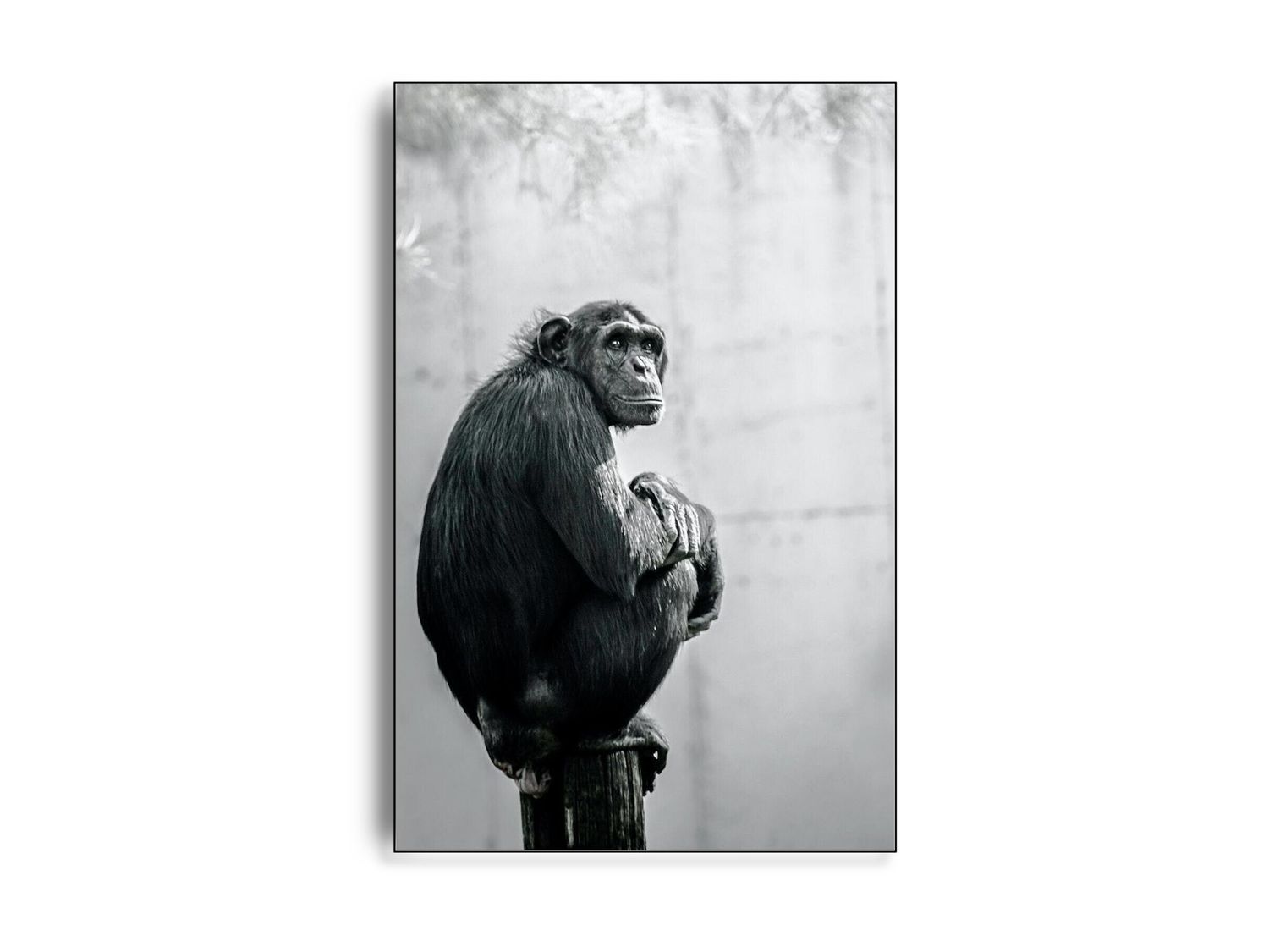 ARTHENTIC Akustikbillede - Chimp my day