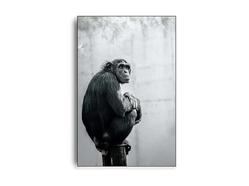 ARTHENTIC Akustikbillede - Chimp my day