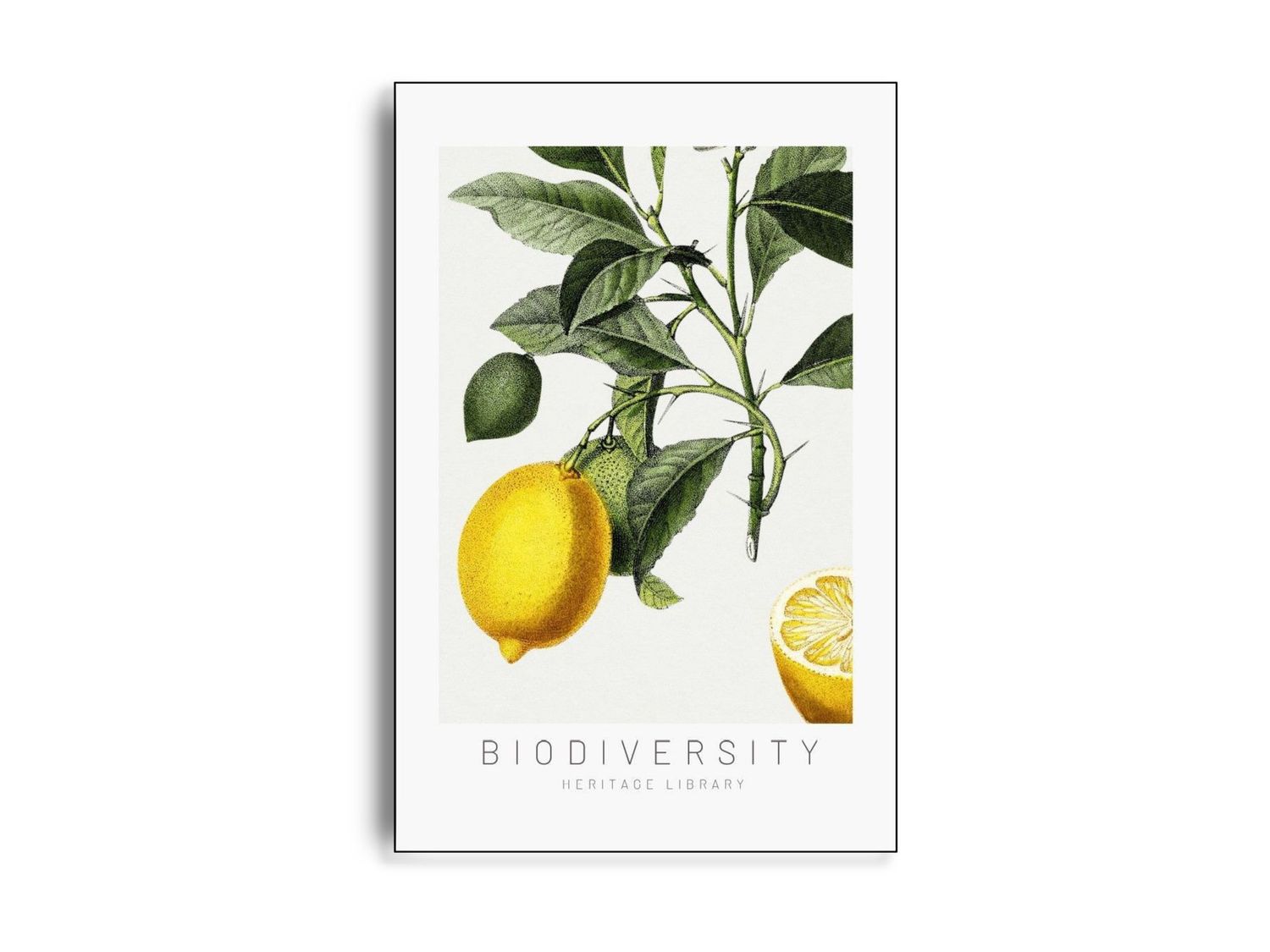 ARTHENTIC Akustikbillede 70 x 100 cm  - Lemon Vilsa