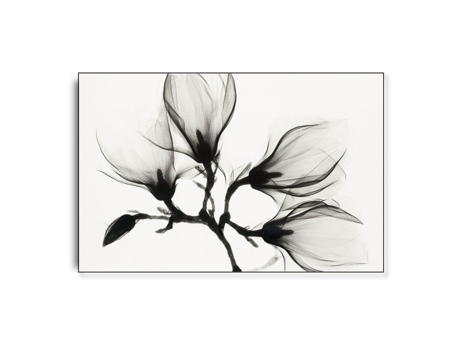 Tranparent flower | Vilsa ARTHENTIC Akustikbillede