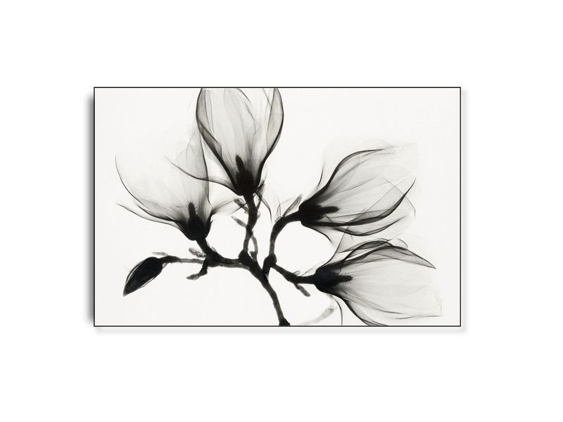 Tranparent flower | Vilsa ARTHENTIC Akustikbillede Tranparent flower | Vilsa ARTHENTIC Akustikbillede