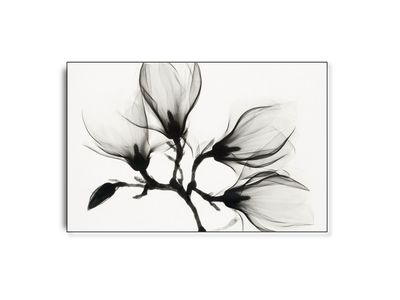 Tranparent flower | Vilsa ARTHENTIC Akustikbillede Tranparent flower | Vilsa ARTHENTIC Akustikbillede