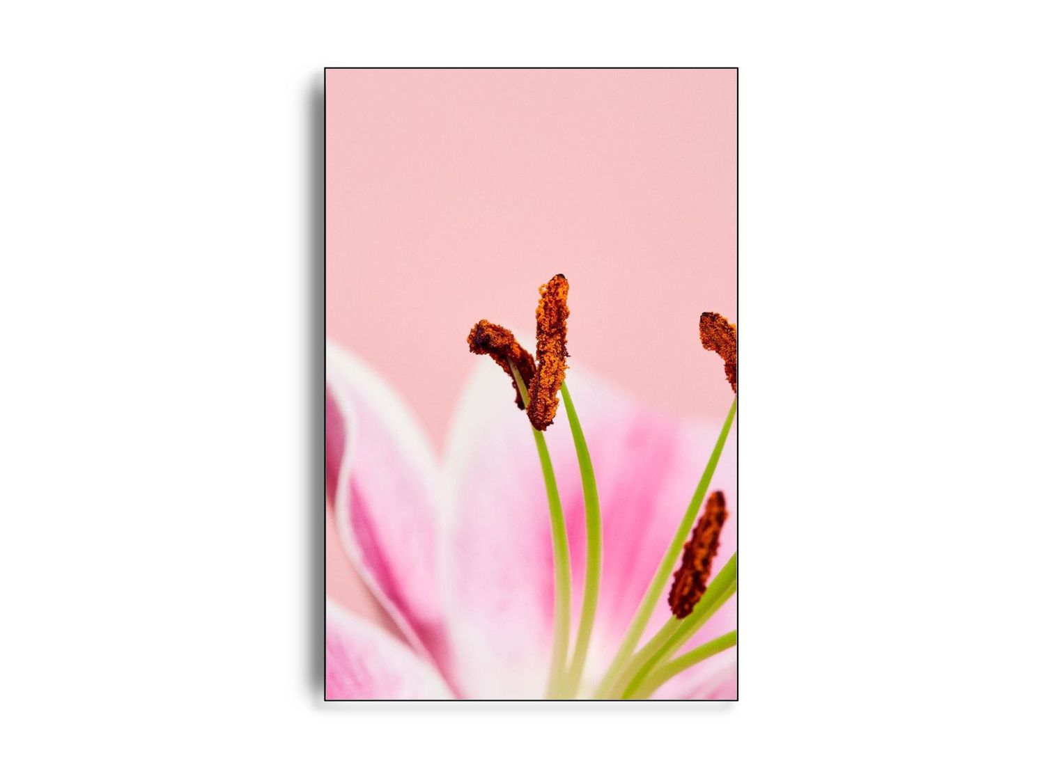 Flower I af fotograf Theis Bothmann | ARTHENTIC Akustikbillede