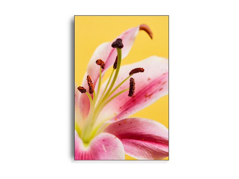 Flower III af fotograf Theis Bothmann | ARTHENTIC Akustikbillede