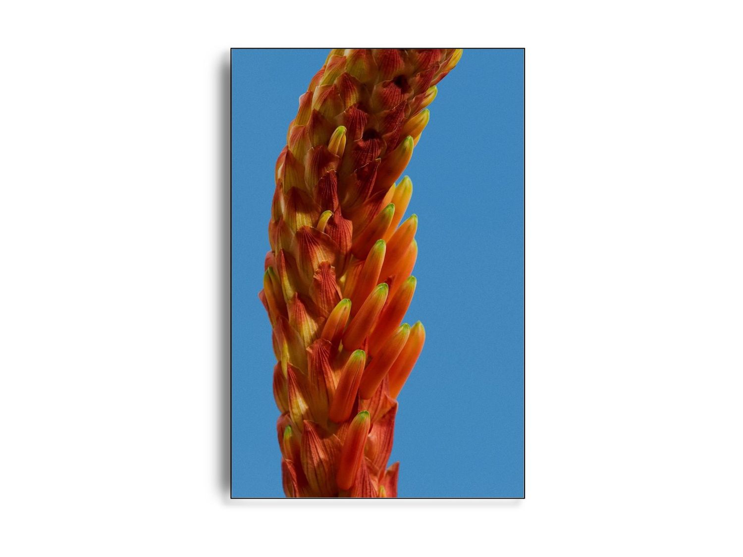 Flower II af fotograf Theis Bothmann | ARTHENTIC Akustikbillede