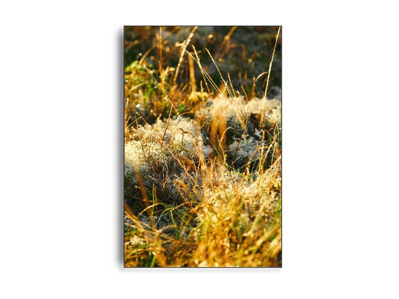 Møn af fotograf Theis Bothmann | ARTHENTIC Akustikbillede