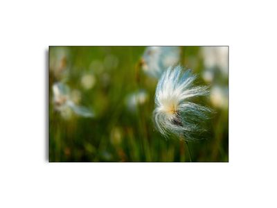 ARTHENTIC Akustikbillede | Kæruld I Vinden af Svend Vedel