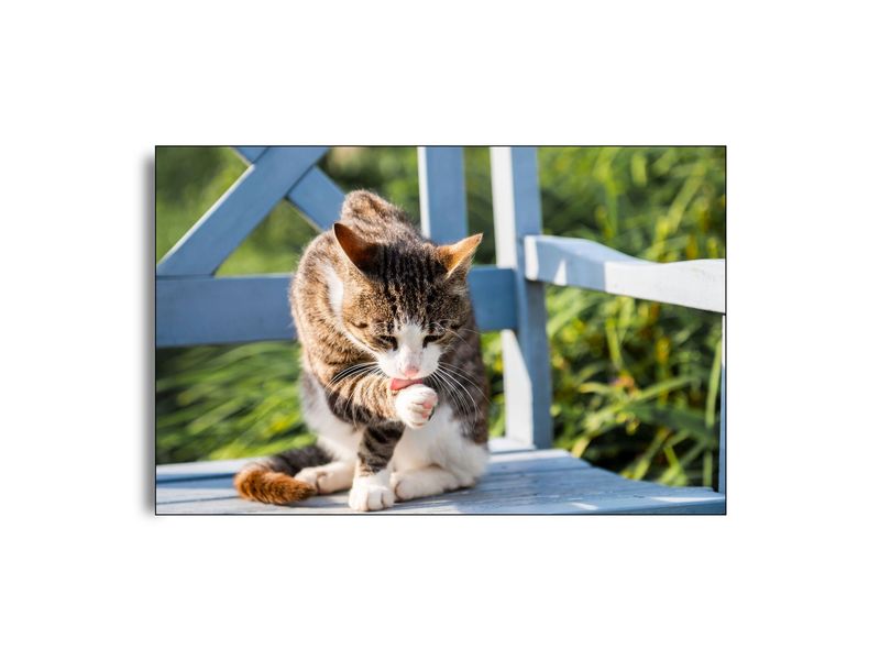 ARTHENTIC Akustikbillede | Kat På Bænk af Sven Vedel Dall