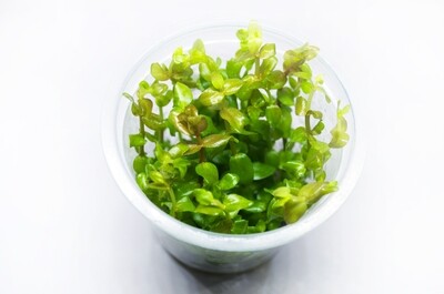 Bacopa carolina &#39;Saffron red&#39; (TC)