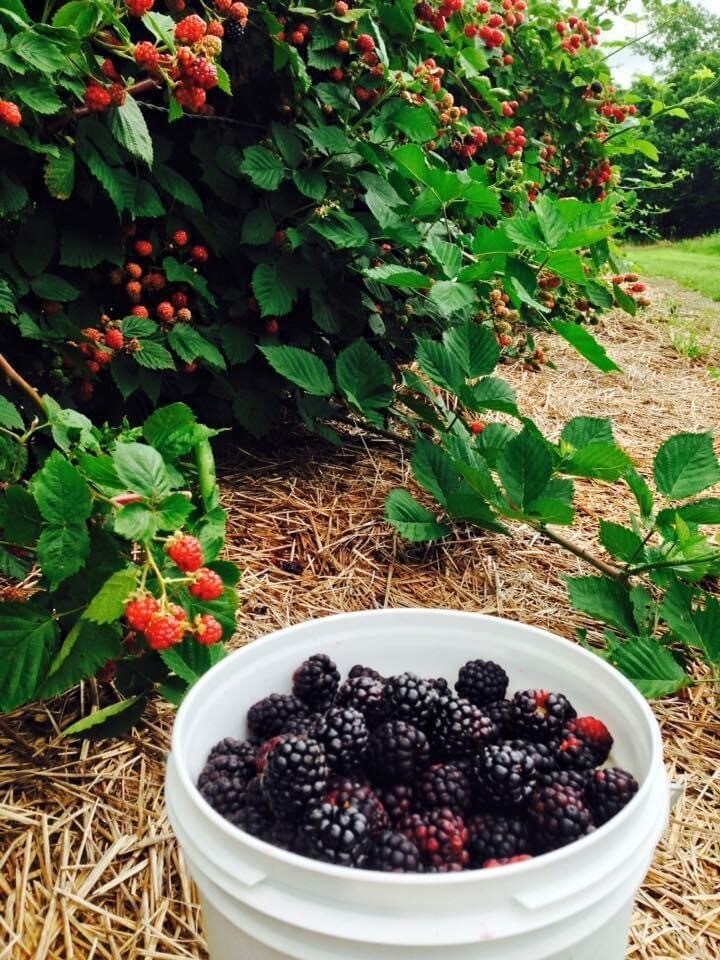 Blackberries ( Frozen)