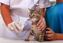 Donate towards the Immunization of One Kitten