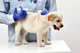 Donate towards the Immunization of one puppy