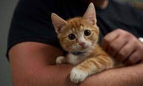 Sponsor a Kitten Adoption