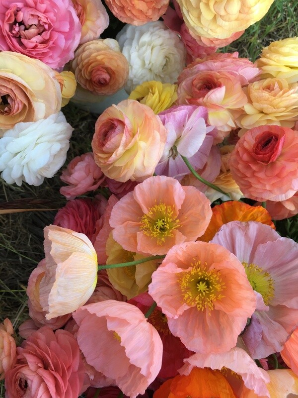PYO Flowers