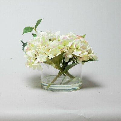 Cream Hydrangea with a pink fleck set in a cylinder vase Cream Hydrangea with a pink fleck set in a cylinder vase