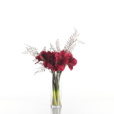 Amaryllis & Sparkle Foliage in a Lustre Cylinder Vase Amaryllis & Sparkle Foliage in a Lustre Cylinder Vase