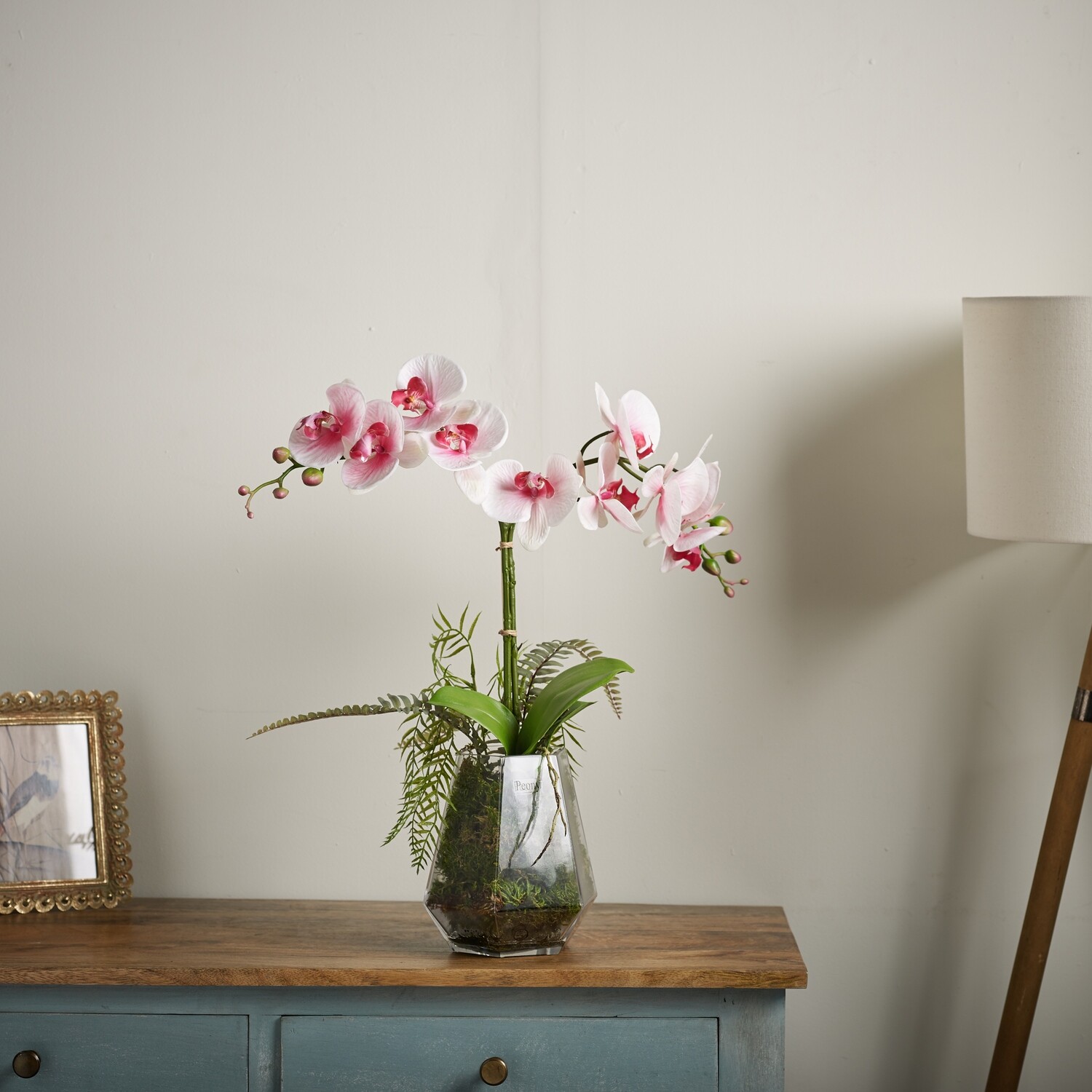 PHALAENOPSIS ORCHID IN A GEOMETRIC GLASS VASE PHALAENOPSIS ORCHID IN A GEOMETRIC GLASS VASE