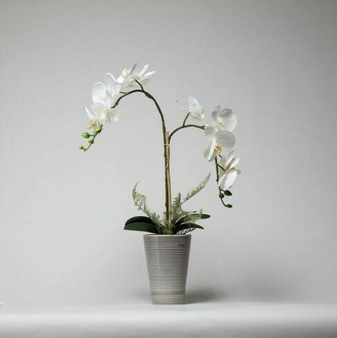 Phalaenopsis Orchid with Ferns in a Grey Ceramic Pot Phalaenopsis Orchid with Ferns in a Grey Ceramic Pot