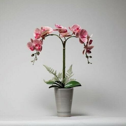 Phalaenopsis Orchid with Ferns in a Grey Ceramic Pot Phalaenopsis Orchid with Ferns in a Grey Ceramic Pot
