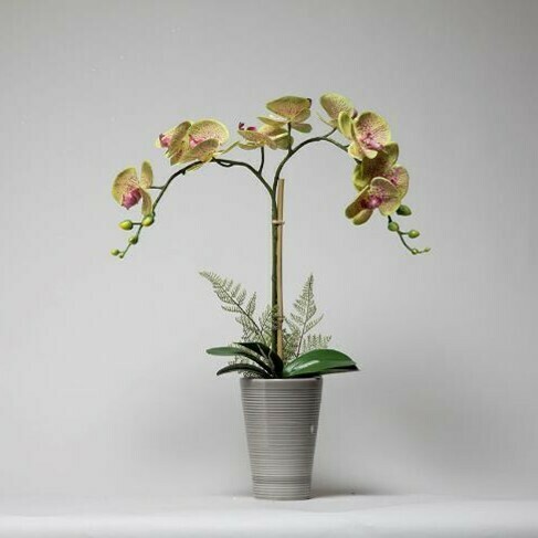 Phalaenopsis Orchid with Ferns in a Grey Ceramic Pot Phalaenopsis Orchid with Ferns in a Grey Ceramic Pot