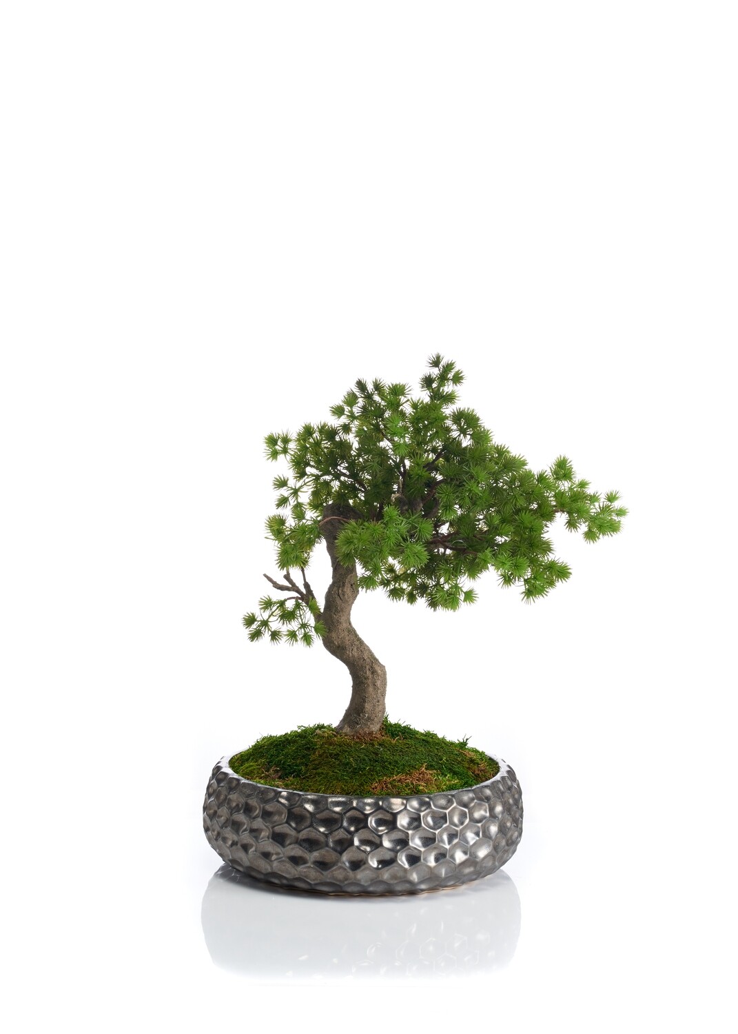 Bonsai in Metallic-effect Textured Pot Bonsai in Metallic-effect Textured Pot