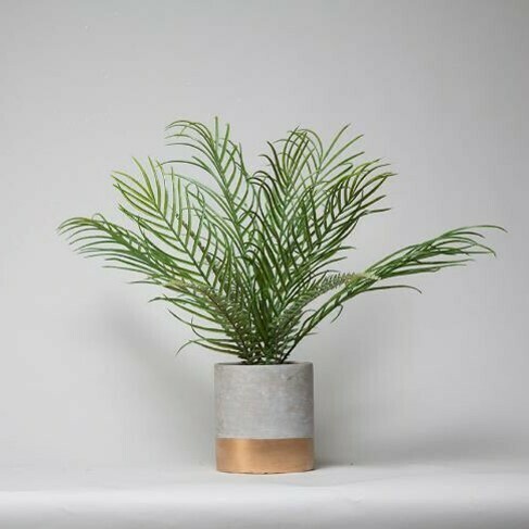 Palm in a Cement Pot Palm in a Cement Pot