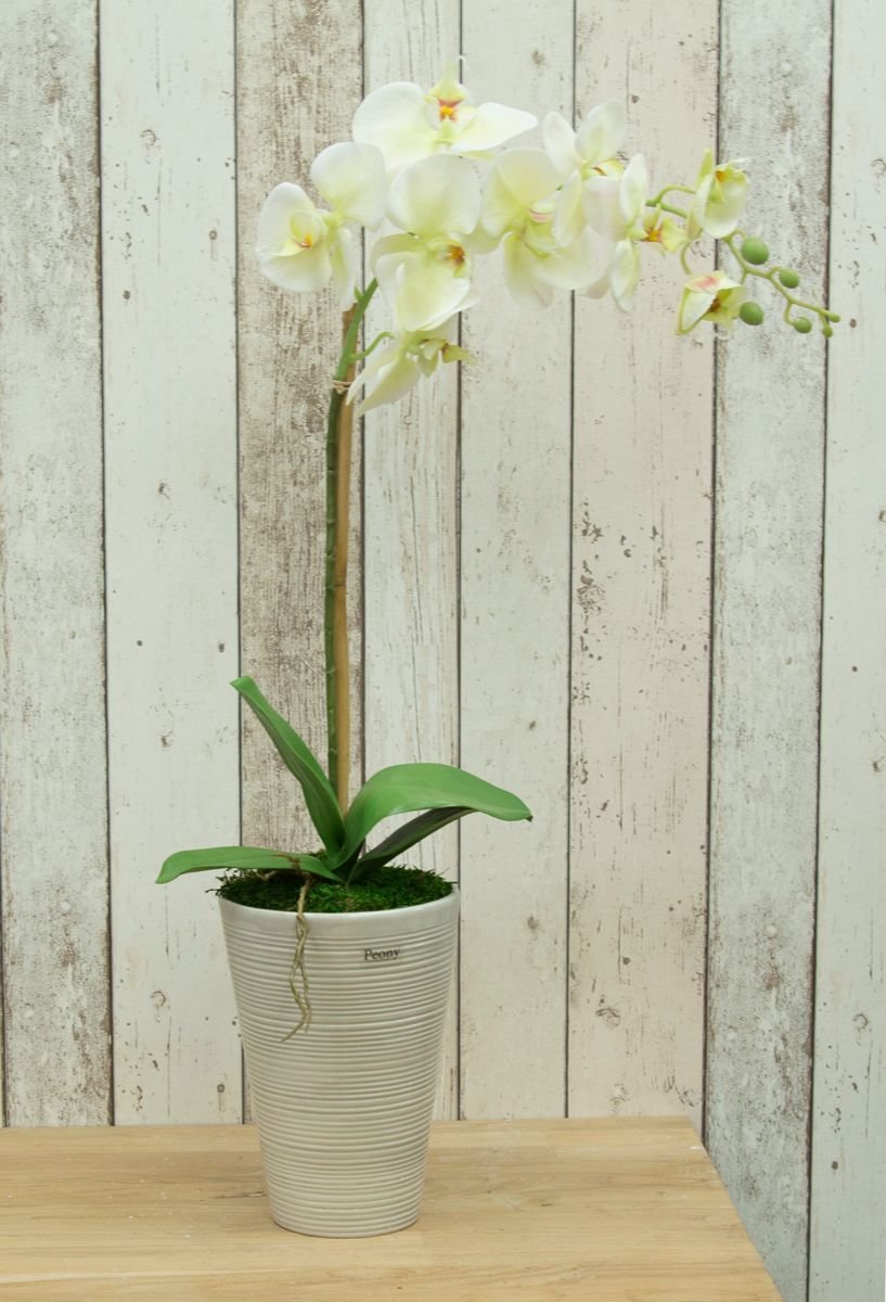 Artificial Phalaenopsis Orchid in a scratch grey pot- Cream/Green Artificial Phalaenopsis Orchid in a scratch grey pot- Cream/Green