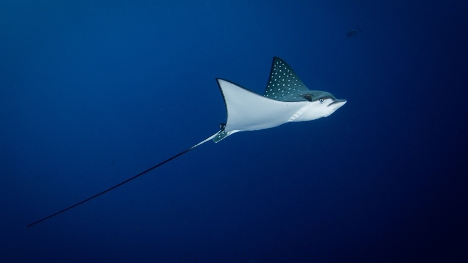 PADI AWARE Fish ID