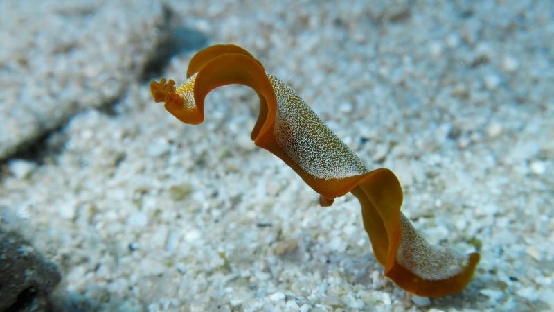PADI AWARE Specialist