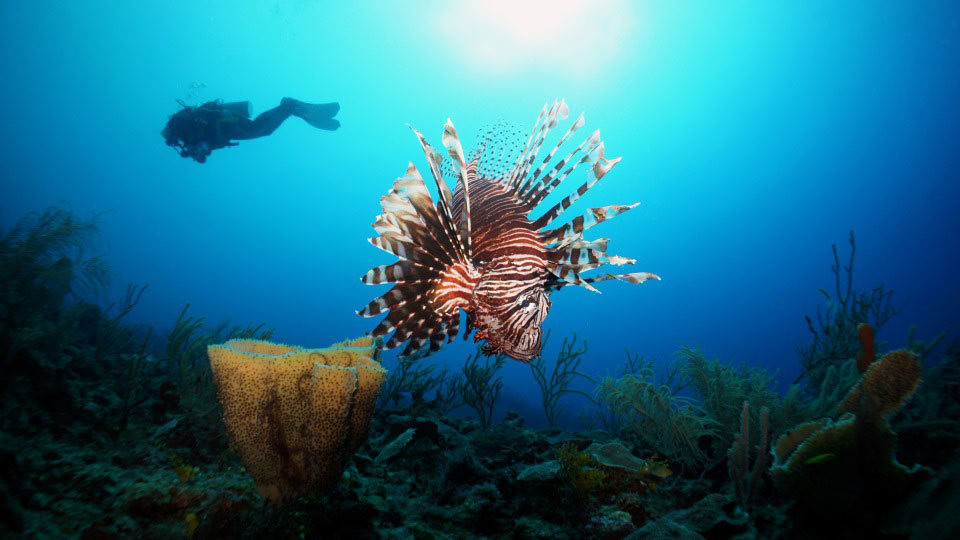 Fun Diving