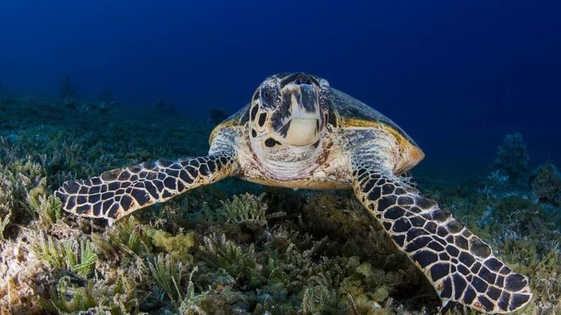 PADI Underwater Naturalist