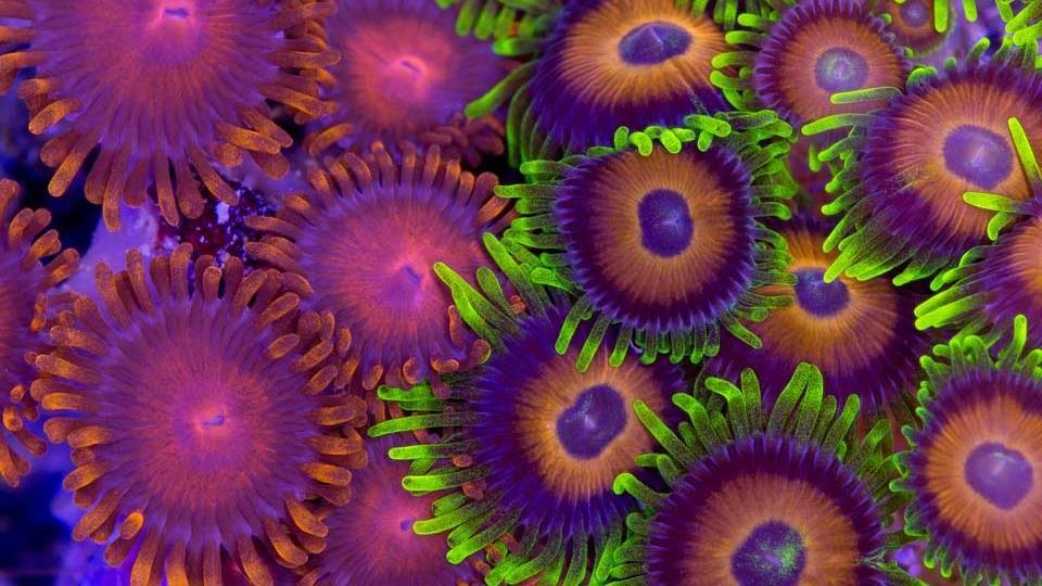 UV Night Dive