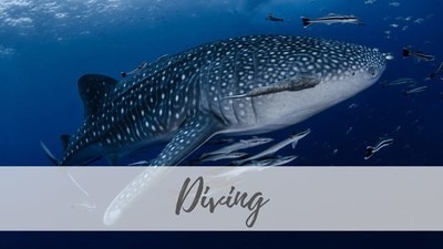 Diving