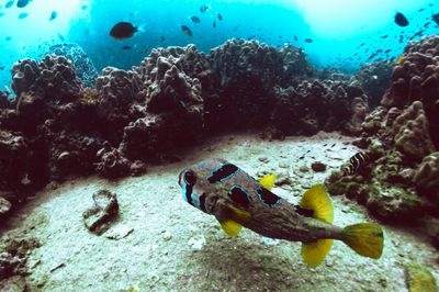 PADI Open Water