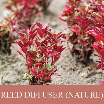 (RDP) Reed Diffuser Perfume - Nature