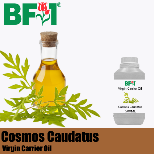 VCO - Cosmos Caudatus ( Ulam Raja ) Virgin Carrier Oil - 500ml