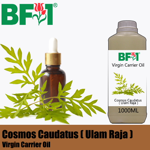 VCO - Cosmos Caudatus ( Ulam Raja ) Virgin Carrier Oil - 1000ml