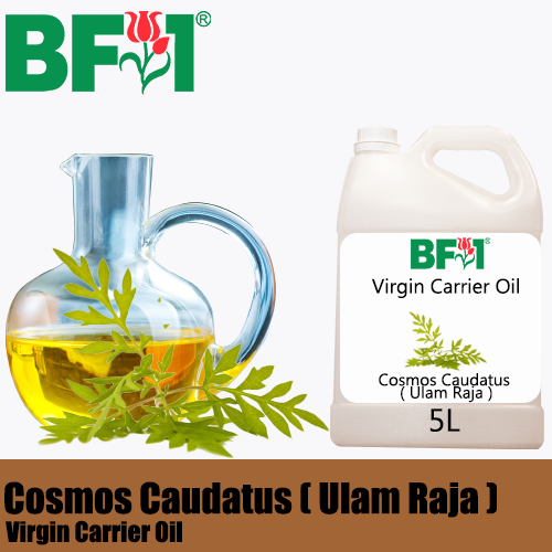 VCO - Cosmos Caudatus ( Ulam Raja ) Virgin Carrier Oil - 5000ml