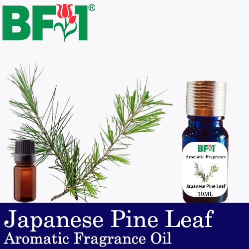 Aromatic Fragrance Oil (AFO) - Japanese Pine Leaf - 10ml