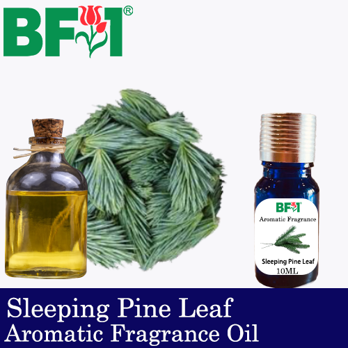 Aromatic Fragrance Oil (AFO) - Sleeping Pine Leaf - 10ml