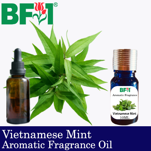Aromatic Fragrance Oil (AFO) - Vietnamese Mint - 10ml