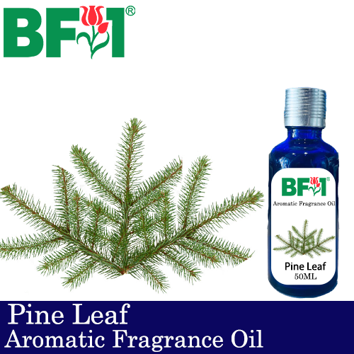 Aromatic Fragrance Oil (AFO) - Pine Leaf - 50ml