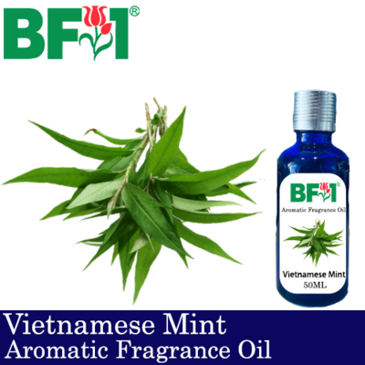 Aromatic Fragrance Oil (AFO) - Vietnamese Mint - 50ml