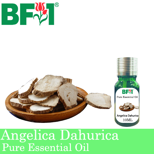 Pure Essential Oil (EO) - Angelica Dahurica Essential Oil - 10ml