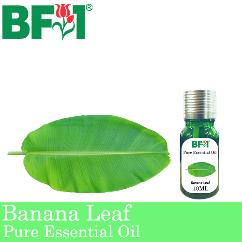 Pure Essential Oil (EO) - Banana Leaf Essential Oil - 10ml