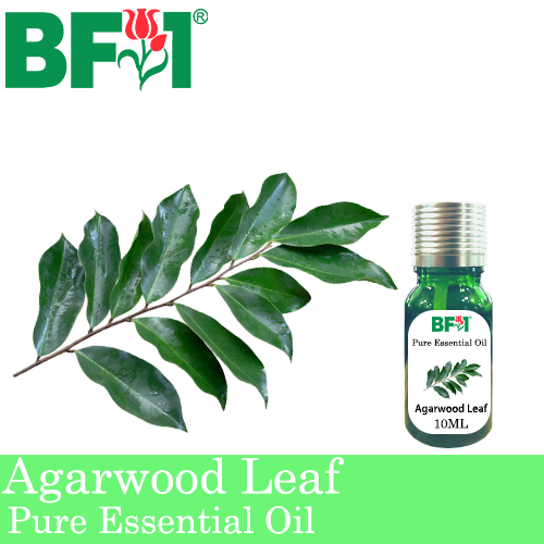 Pure Essential Oil (EO) - Agarwood Leaf Essential Oil - 10ml