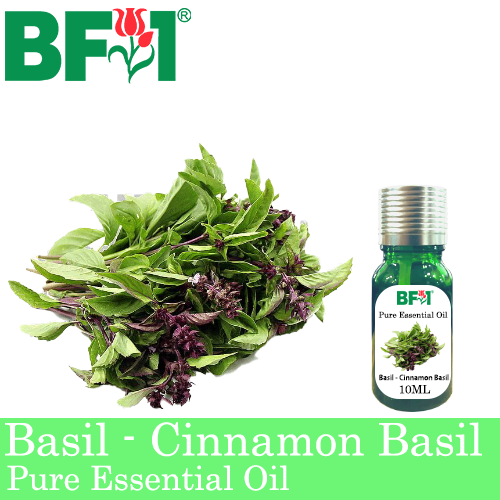 Pure Essential Oil (EO) - Basil - Cinnamon Basil ( Thai Basil ) Essential Oil - 10ml