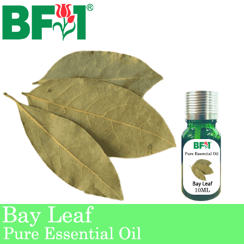 Pure Essential Oil (EO) - Bay Leaf Essential Oil - 10ml