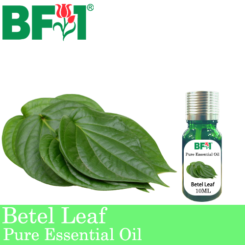 Pure Essential Oil (EO) - Betel Leaf ( Daun Sireh ) Essential Oil - 10ml