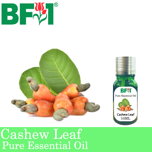 Pure Essential Oil (EO) - Cashew Leaf ( Anacardium Occidentale ) Essential Oil - 10ml